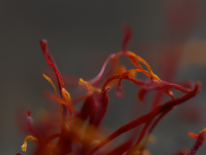 Why Women with ADHD and PMDD are Turning to Saffron Extract