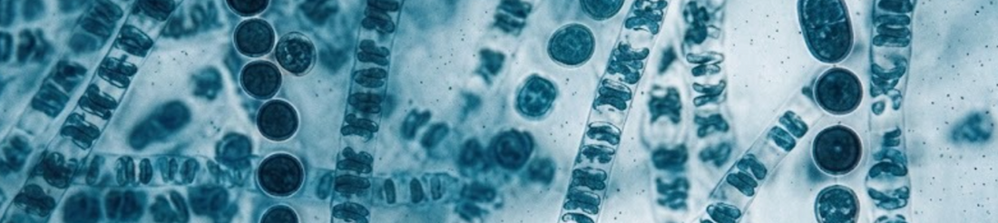 Is PMDD in your DNA?